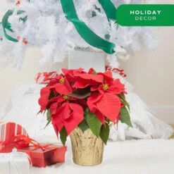 6 In. Holiday Live Indoor Poinsettia In Gold Pot Cover (1-Pack) -ECO PLANTS SHOP costa farms fresh christmas plants m poi w gld 01 4f 1000