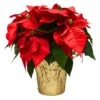 6 In. Holiday Live Indoor Poinsettia In Gold Pot Cover (1-Pack)