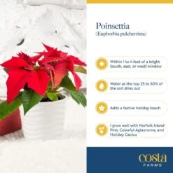 6 In. Holiday Live Indoor Poinsettia In Gold Pot Cover (2-Pack) -ECO PLANTS SHOP costa farms fresh christmas plants m poi w gld 02 1f 1000