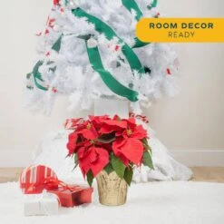 6 In. Holiday Live Indoor Poinsettia In Gold Pot Cover (2-Pack) -ECO PLANTS SHOP costa farms fresh christmas plants m poi w gld 02 4f 1000