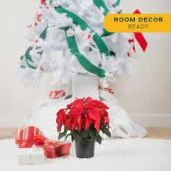 6 In. Holiday Live Indoor Poinsettia In Grow Pot (1-Pack) -ECO PLANTS SHOP costa farms fresh christmas plants m poi w pot 01 4f 1000