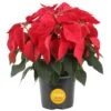 6 In. Holiday Live Indoor Poinsettia In Grow Pot (1-Pack) -ECO PLANTS SHOP costa farms fresh christmas plants m poi w pot 01 64 1000