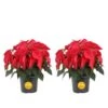 6 In. Holiday Live Indoor Poinsettia In Grow Pot (2-Pack) -ECO PLANTS SHOP costa farms fresh christmas plants m poi w pot 02 64 1000