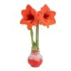 Blooming Holiday Amaryllis Bulb In 4 In. Red Snow Holiday Wax -ECO PLANTS SHOP costa farms fresh christmas plants s ama b red 01 64 1000