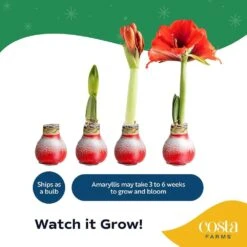 Blooming Holiday Amaryllis Bulb In 4 In. Red Snow Holiday Wax -ECO PLANTS SHOP costa farms fresh christmas plants s ama b red 01 fa 1000