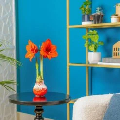 Blooming Holiday Amaryllis Bulb In 4 In. Red Snow Holiday Wax (2-Pack) -ECO PLANTS SHOP costa farms fresh christmas plants s ama b red 02 4f 1000