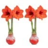 Blooming Holiday Amaryllis Bulb In 4 In. Red Snow Holiday Wax (2-Pack) -ECO PLANTS SHOP costa farms fresh christmas plants s ama b red 02 64 1000