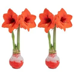 Blooming Holiday Amaryllis Bulb In 4 In. Red Snow Holiday Wax (2-Pack)