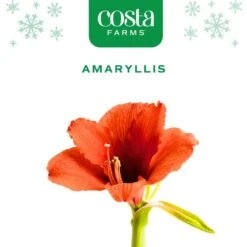 Blooming Holiday Amaryllis Bulb In 4 In. Red Snow Holiday Wax (2-Pack) -ECO PLANTS SHOP costa farms fresh christmas plants s ama b red 02 c3 1000