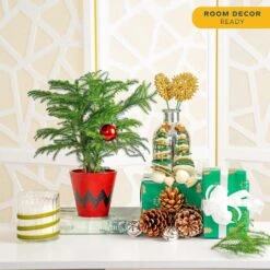 Norfolk Island Pine Indoor Plant In 4 In. Red Decor Pot, Avg. Shipping Height 10 In. Tall -ECO PLANTS SHOP costa farms fresh christmas plants s nip s rbc 01 1f 1000