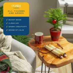 Norfolk Island Pine Indoor Plant In 4 In. Red Decor Pot, Avg. Shipping Height 10 In. Tall -ECO PLANTS SHOP costa farms fresh christmas plants s nip s rbc 01 4f 1000