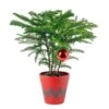 Norfolk Island Pine Indoor Plant In 4 In. Red Decor Pot, Avg. Shipping Height 10 In. Tall -ECO PLANTS SHOP costa farms fresh christmas plants s nip s rbc 01 64 1000