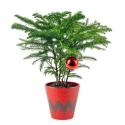 Norfolk Island Pine Indoor Plant In 4 In. Red Decor Pot, Avg. Shipping Height 10 In. Tall