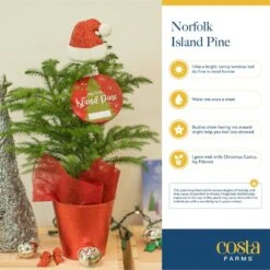 Norfolk Island Pine Indoor Plant In 4 In. Red Decor Pot, Avg. Shipping Height 10 In. Tall -ECO PLANTS SHOP costa farms fresh christmas plants s nip s rbc 01 fa 1000