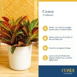Croton Petra Indoor Plant In 8.75 Decor Planter, Avg. Shipping Height 2-3 Ft. Tall -ECO PLANTS SHOP costa farms house plants 10cropecreamod 1f 1000