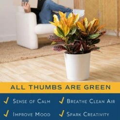 Croton Petra Indoor Plant In 8.75 Decor Planter, Avg. Shipping Height 2-3 Ft. Tall -ECO PLANTS SHOP costa farms house plants 10cropecreamod 31 1000