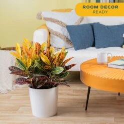 Croton Petra Indoor Plant In 8.75 Decor Planter, Avg. Shipping Height 2-3 Ft. Tall -ECO PLANTS SHOP costa farms house plants 10cropecreamod 4f 1000