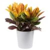 Croton Petra Indoor Plant In 8.75 Decor Planter, Avg. Shipping Height 2-3 Ft. Tall 2 Croton Petra Indoor Plant In 8.75 Decor Planter, Avg. Shipping Height 2-3 Ft. Tall -ECO PLANTS SHOP costa farms house plants 10cropecreamod 64 1000