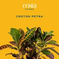 Croton Petra Indoor Plant In 8.75 Decor Planter, Avg. Shipping Height 2-3 Ft. Tall -ECO PLANTS SHOP costa farms house plants 10cropecreamod c3 1000