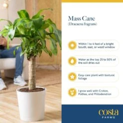 Mass Cane Indoor Plant In 8.75 In. Decor Pot, Avg. Shipping Height 2-3 Ft. Tall -ECO PLANTS SHOP costa farms house plants 10masscreammod 31 1000