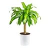 Mass Cane Indoor Plant In 8.75 In. Decor Pot, Avg. Shipping Height 2-3 Ft. Tall