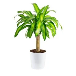 Mass Cane Indoor Plant In 8.75 In. Decor Pot, Avg. Shipping Height 2-3 Ft. Tall