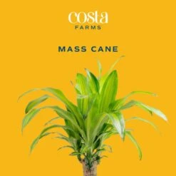 Mass Cane Indoor Plant In 8.75 In. Decor Pot, Avg. Shipping Height 2-3 Ft. Tall -ECO PLANTS SHOP costa farms house plants 10masscreammod c3 1000