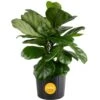 Fiddle Leaf Fig Indoor Plant In 8.75 In. Black Grower Pot, Avg. Shipping Height 1-2 Ft. Tall -ECO PLANTS SHOP costa farms house plants 10pan 64 1000