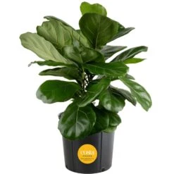 Fiddle Leaf Fig Indoor Plant In 8.75 In. Black Grower Pot, Avg. Shipping Height 1-2 Ft. Tall