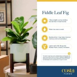 Fiddle Leaf Fig Indoor Plant In 10 In. Decor Pot, Avg. Shipping Height 1-2 Ft. Tall -ECO PLANTS SHOP costa farms house plants 10panpar2ft 44 1000