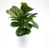 Fiddle Leaf Fig Indoor Plant In 10 In. Decor Pot, Avg. Shipping Height 1-2 Ft. Tall -ECO PLANTS SHOP costa farms house plants 10panpar2ft 64 1000