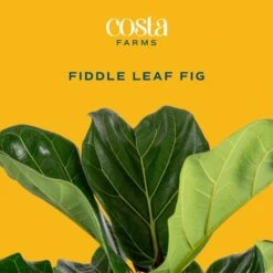ECO PLANTS SHOP -ECO PLANTS SHOP costa farms house plants 10panpar2ft c3 1000