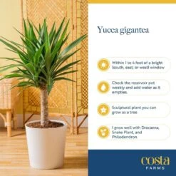 Yucca Cane Indoor Plant In 8.75 Grower Pot, Avg. Shipping Height 2-3 Ft. Tall -ECO PLANTS SHOP costa farms house plants 10yc1 1f 1000