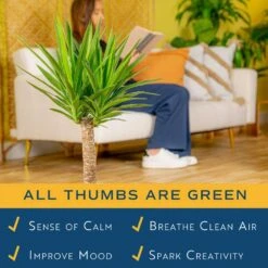 Yucca Cane Indoor Plant In 8.75 Grower Pot, Avg. Shipping Height 2-3 Ft. Tall -ECO PLANTS SHOP costa farms house plants 10yc1 31 1000