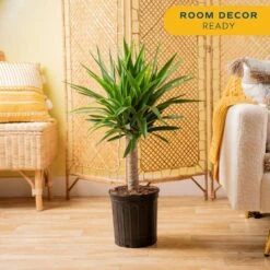 Yucca Cane Indoor Plant In 8.75 Grower Pot, Avg. Shipping Height 2-3 Ft. Tall -ECO PLANTS SHOP costa farms house plants 10yc1 4f 1000