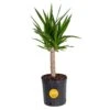 Yucca Cane Indoor Plant In 8.75 Grower Pot, Avg. Shipping Height 2-3 Ft. Tall 1 Yucca Cane Indoor Plant In 8.75 Grower Pot, Avg. Shipping Height 2-3 Ft. Tall -ECO PLANTS SHOP costa farms house plants 10yc1 64 1000
