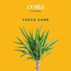 Yucca Cane Indoor Plant In 8.75 Grower Pot, Avg. Shipping Height 2-3 Ft. Tall -ECO PLANTS SHOP costa farms house plants 10yc1 c3 1000