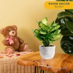 Dieffenbachia Indoor Plant In 6 In. White And Pink Hearts Ceramic Planter, Avg. Shipping Height 1-2 Ft. Tall -ECO PLANTS SHOP costa farms house plants 6dieffhol2pk 1f 1000