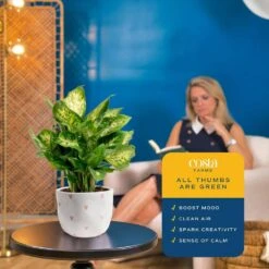 Dieffenbachia Indoor Plant In 6 In. White And Pink Hearts Ceramic Planter, Avg. Shipping Height 1-2 Ft. Tall -ECO PLANTS SHOP costa farms house plants 6dieffhol2pk 44 1000