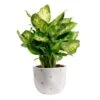 Dieffenbachia Indoor Plant In 6 In. White And Pink Hearts Ceramic Planter, Avg. Shipping Height 1-2 Ft. Tall