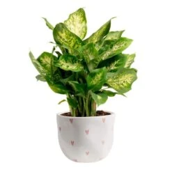 Dieffenbachia Indoor Plant In 6 In. White And Pink Hearts Ceramic Planter, Avg. Shipping Height 1-2 Ft. Tall
