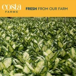 Dieffenbachia Indoor Plant In 6 In. White And Pink Hearts Ceramic Planter, Avg. Shipping Height 1-2 Ft. Tall -ECO PLANTS SHOP costa farms house plants 6dieffhol2pk fa 1000