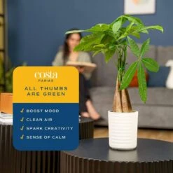 4 In. Money Tree Braid Plant In White Decor Planter, Avg. Shipping Height 16 In. Tall -ECO PLANTS SHOP costa farms house plants 6pileacontemp 31 1000