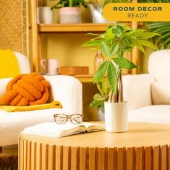 4 In. Money Tree Braid Plant In White Decor Planter, Avg. Shipping Height 16 In. Tall -ECO PLANTS SHOP costa farms house plants 6pileacontemp 4f 1000