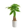 4 In. Money Tree Braid Plant In White Decor Planter, Avg. Shipping Height 16 In. Tall 1 4 In. Money Tree Braid Plant In White Decor Planter, Avg. Shipping Height 16 In. Tall -ECO PLANTS SHOP costa farms house plants 6pileacontemp 64 1000