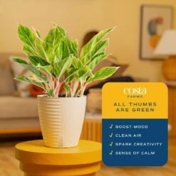 Aglaonema Indoor Chinese Evergreen Plant In 6 In. Self-Watering Decor Pot, Avg. Shipping Height 1-2 Ft. Tall -ECO PLANTS SHOP costa farms house plants 6siamaghol2pk 1f 1000
