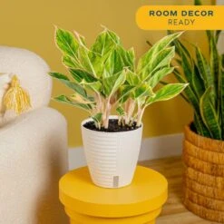 Aglaonema Indoor Chinese Evergreen Plant In 6 In. Self-Watering Decor Pot, Avg. Shipping Height 1-2 Ft. Tall -ECO PLANTS SHOP costa farms house plants 6siamaghol2pk 4f 1000