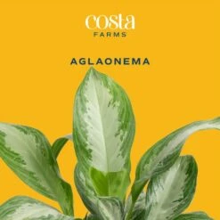 Aglaonema Indoor Chinese Evergreen Plant In 6 In. Self-Watering Decor Pot, Avg. Shipping Height 1-2 Ft. Tall -ECO PLANTS SHOP costa farms house plants 6siamaghol2pk c3 1000