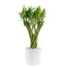Grower's Choice Small Lucky Bamboo Indoor Plant In 3.4 In. White Decor Planter, Avg. Shipping Height 1-2 Ft. Tall -ECO PLANTS SHOP costa farms house plants bamflobrsambpur 64 1000