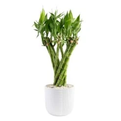 Grower's Choice Small Lucky Bamboo Indoor Plant In 3.4 In. White Decor Planter, Avg. Shipping Height 1-2 Ft. Tall
